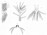 Timm 1894 Monstilla helgolandica details
