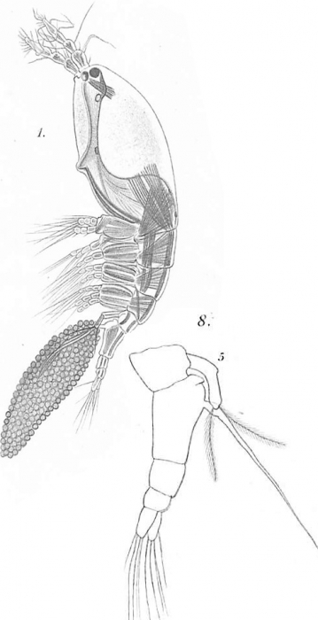 Timm 1894 Monstilla helgolandica