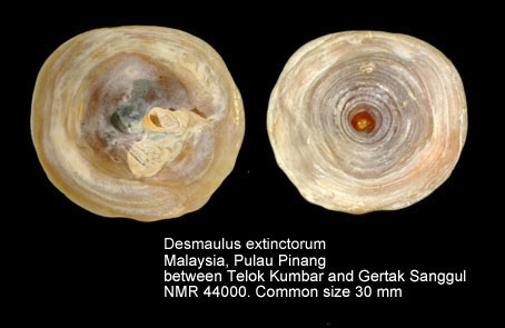 Desmaulus extinctorium