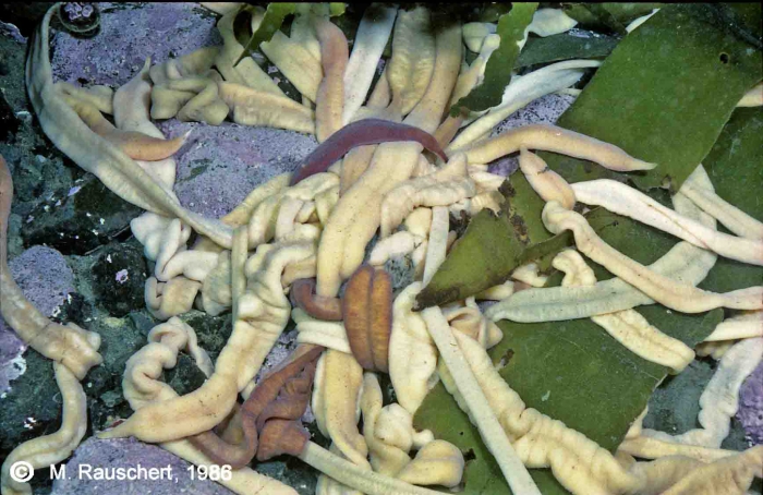 Parborlasia accumulation Parborlasia accumulation