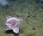 Cyttopsis on deep Gulf of Mexico reefs
