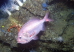 Roughy on deep rocky habitat - Gulf of Mexico