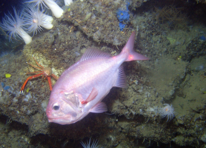 Roughy on deep rocky habitat - Gulf of Mexico Roughy on deep rocky habitat - Gulf of Mexico