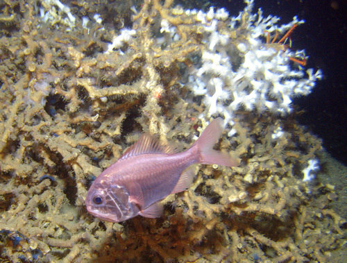 Hoplostethus on Lopheia reef - Gulf of Mexico