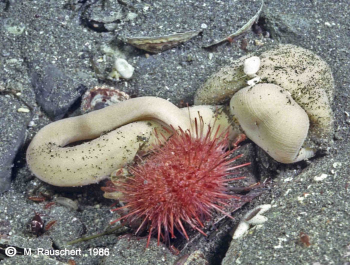 Parborlasia corrugata & Sterechinus neumayeri