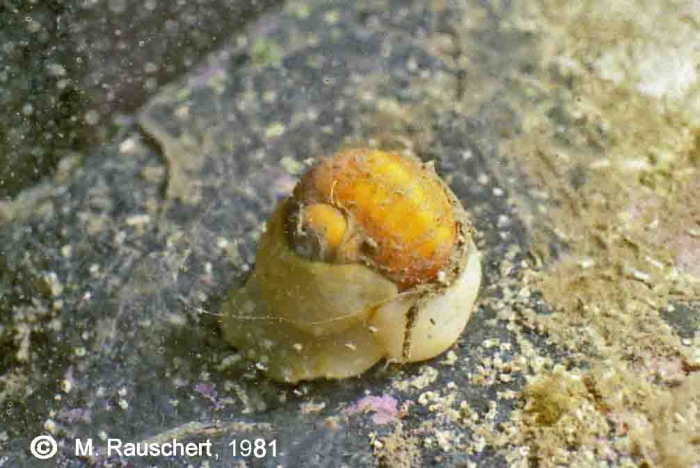 Amauropsis sp. Amauropsis sp.