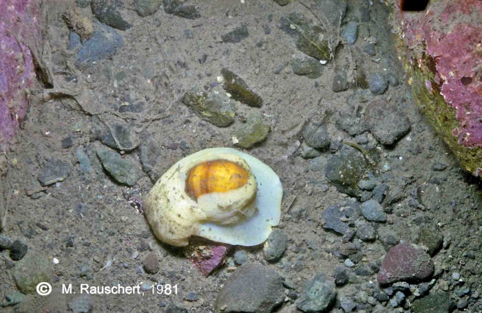 Amauropsis sp. Amauropsis sp.