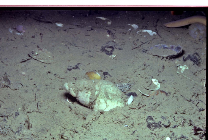 Buccinum undatum looks for food in the silt.