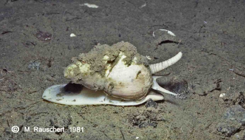 Buccinum undatum after the lookup after food in the silt.