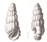 Rissoina obeliscus Schwartz von Mohrenstern, 1860