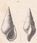 Rissoina megastoma Schwartz von Mohrenstern, 1860