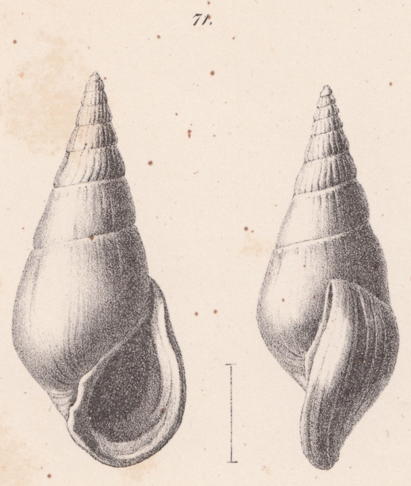 Rissoina megastoma Schwartz von Mohrenstern, 1860 Rissoina megastoma Schwartz von Mohrenstern, 1860