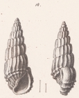 Rissoina lamellosa (Desmoulins, 1836)