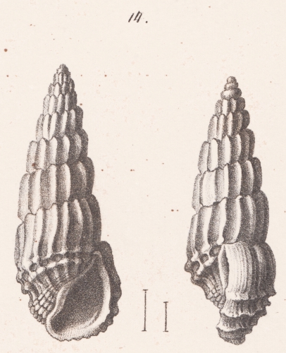 Rissoina lamellosa (Desmoulins, 1836)