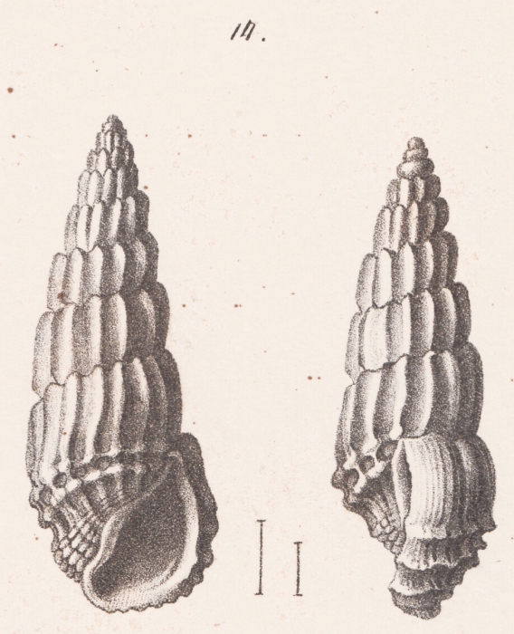 Rissoina lamellosa (Desmoulins, 1836) Rissoina lamellosa (Desmoulins, 1836)