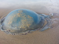 Scyphozoa (jelly fish)