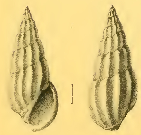 Rissoina sismondiana Issel, 1869