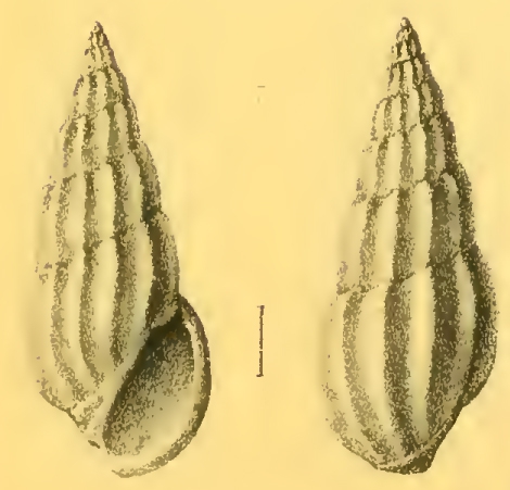 Rissoina sismondiana Issel, 1869 Rissoina sismondiana Issel, 1869