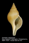 Aeneator otagoensis