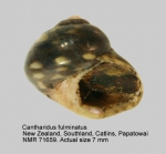 Cantharidus fulminatus