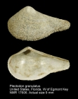 Plectodon granulatus