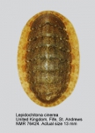 Lepidochitona (Lepidochitona) cinerea