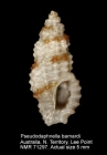 Pseudodaphnella barnardi