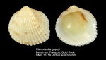 Ctenocardia guppyi