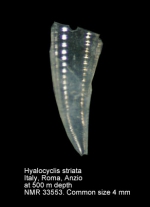 Hyalocylis striata