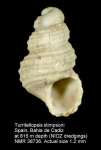 Turritellopsis stimpsoni