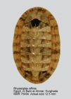 Rhyssoplax affinis