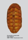 Rhyssoplax canaliculata