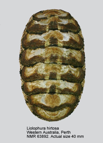 Liolophura hirtosa