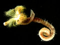 Polychaeta (bristle worms)