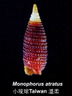 Monophorus atratus 