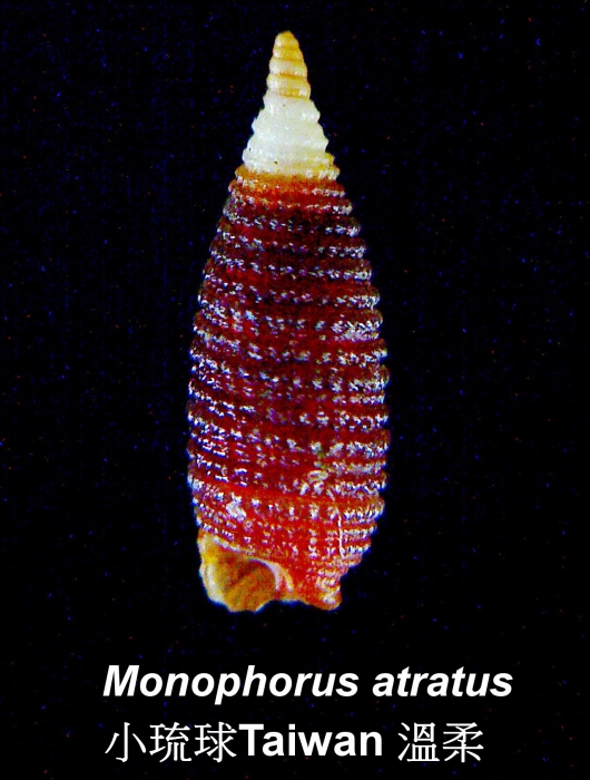Monophorus atratus Monophorus atratus