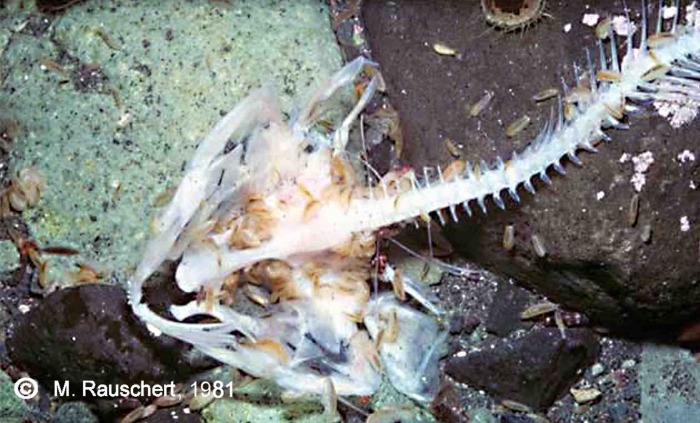 Amphipods (Cheirimedon femoratus) at the rests of a seal meal. Amphipods (Cheirimedon femoratus) at the rests of a seal meal.