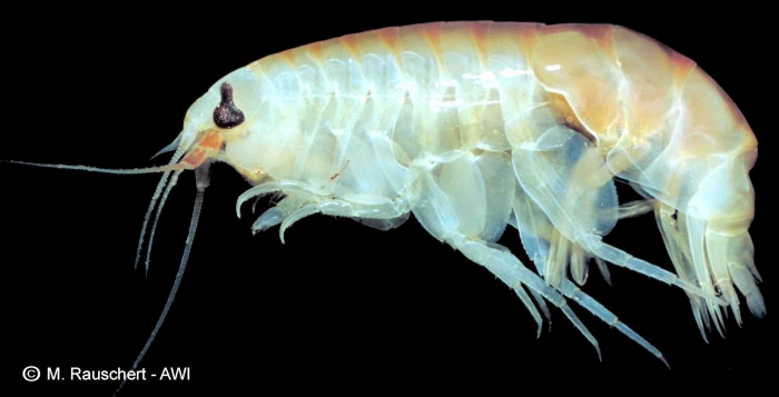 Cheirimedon femoratus is an omnivore. Cheirimedon femoratus is an omnivore.