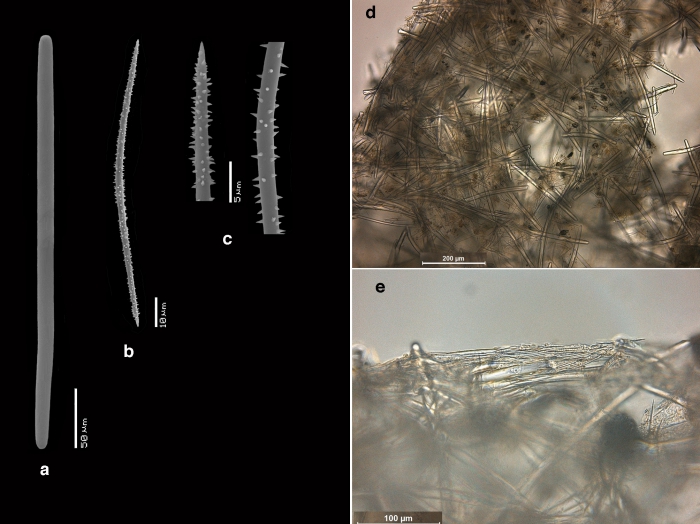 Parahigginsia strongylifera spicules and skeleton