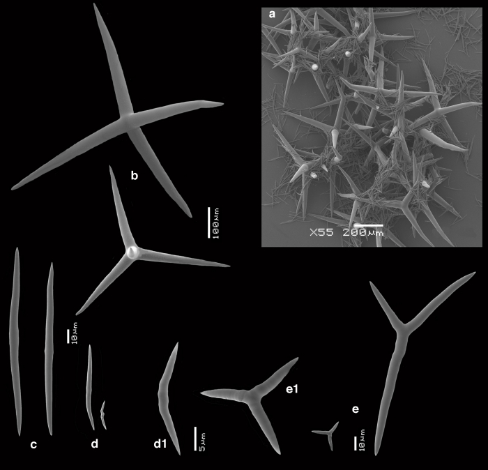 Plakinastrella stinapa SEM images of spicules Plakinastrella stinapa SEM images of spicules