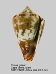 Conus galeao