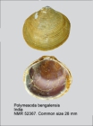 Polymesoda bengalensis