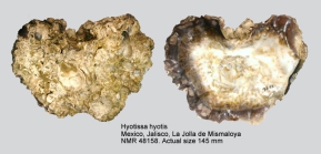 Hyotissa hyotis