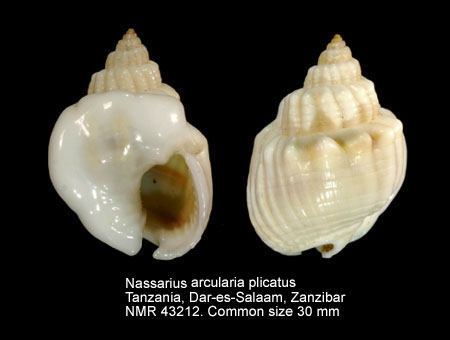 Nassarius arcularia plicatus