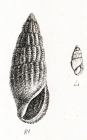 Rissoina bruguieri (Payraudeau, 1826)