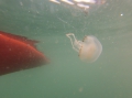 Scyphozoa (jelly fish)