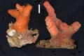 Porifera (sponges)