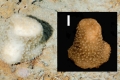 Porifera (sponges)