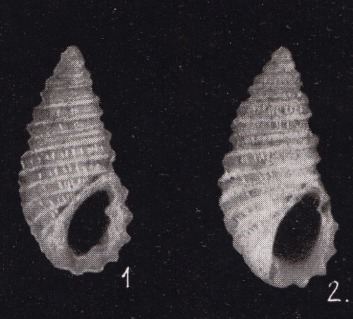 Stosicia bandensis (Kókay, 1966)