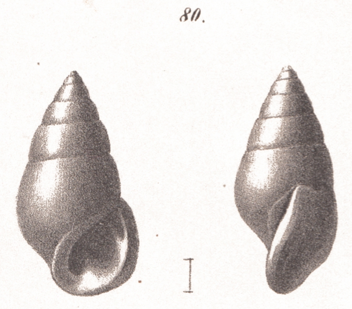 Rissoina sloaniana d'Orbigny, 1842